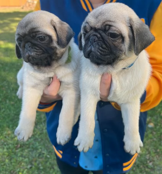 adorabili cuccioli di carlino in adozione. | Foto 0
