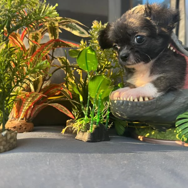 Chihuahua maschio e femmina pelo lungo pedigree enci  | Foto 5
