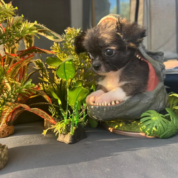Chihuahua maschio e femmina pelo lungo pedigree enci  | Foto 4