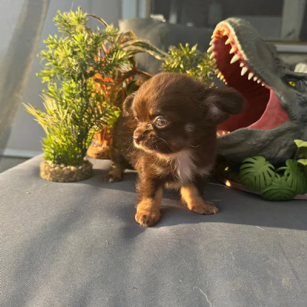 Chihuahua maschio e femmina pelo lungo pedigree enci 
