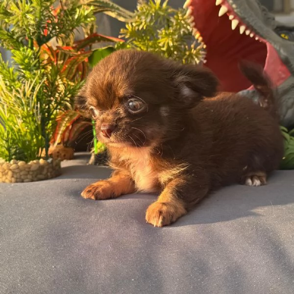 Chihuahua maschio e femmina pelo lungo pedigree enci  | Foto 2