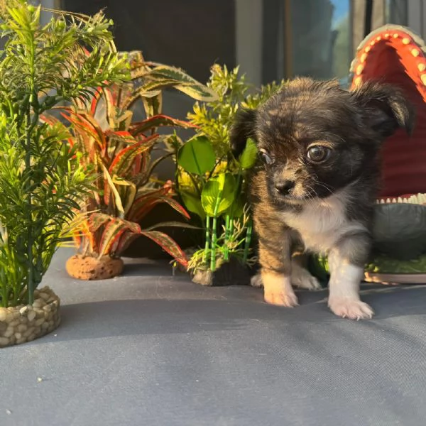 Chihuahua maschio e femmina pelo lungo pedigree enci  | Foto 1
