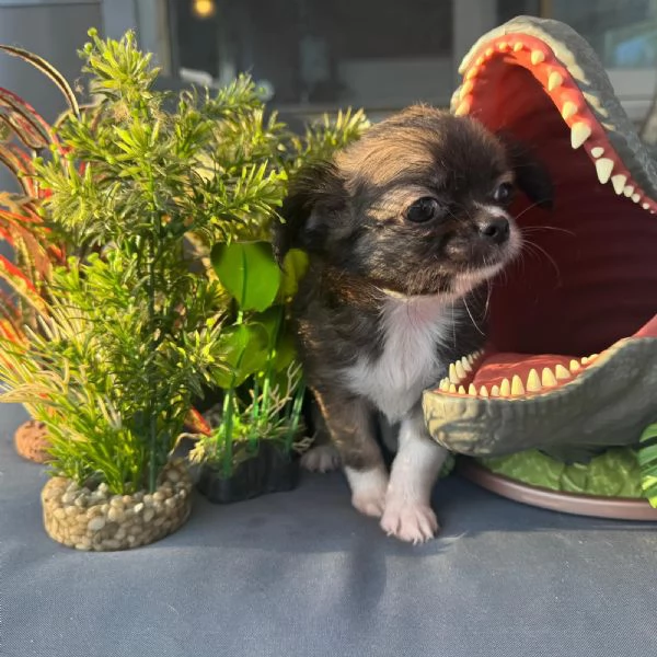 Chihuahua maschio e femmina pelo lungo pedigree enci  | Foto 0