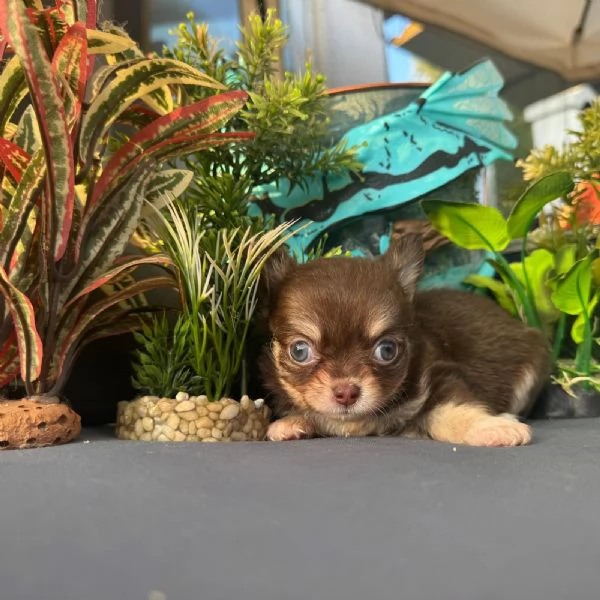 Chihuahua 2 maschietti chihuahua pedigree enci 