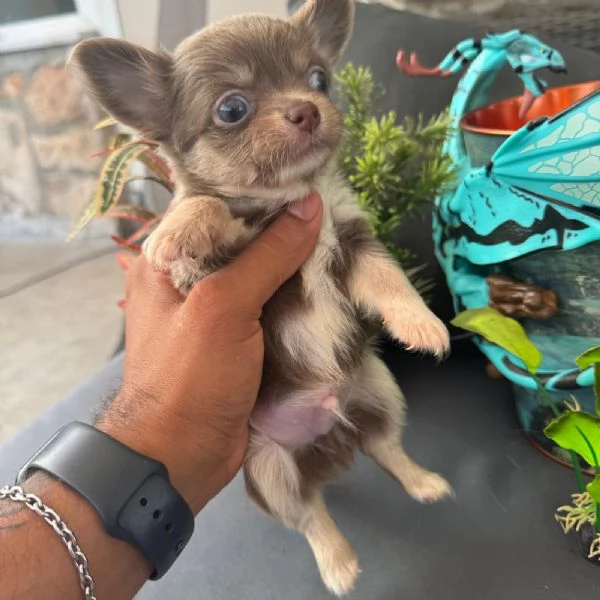 Chihuahua 2 maschietti chihuahua pedigree enci  | Foto 1