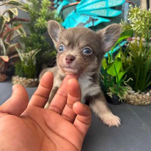 Chihuahua 2 maschietti chihuahua pedigree enci  | Foto 0