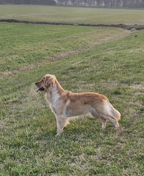 cuccioli golden retriver | Foto 3