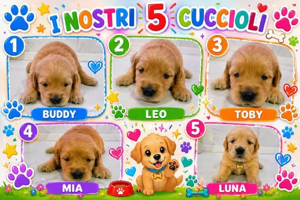 cuccioli golden retriver