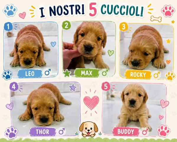 cuccioli golden retriver | Foto 2