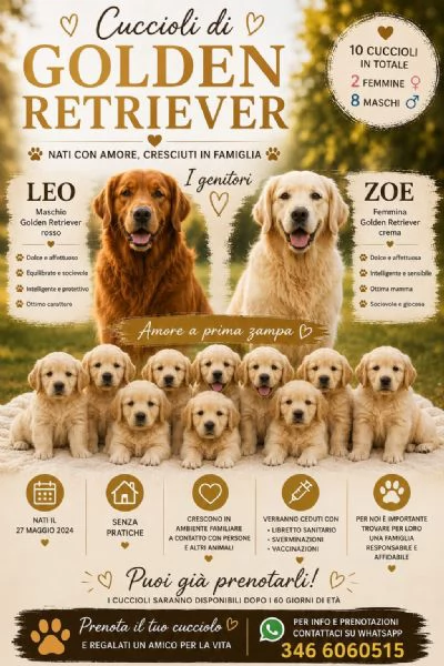 cuccioli golden retriver | Foto 1