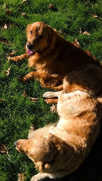 cuccioli golden retriver | Foto 0
