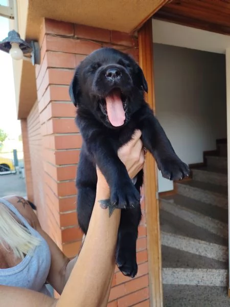 Cucciolata Labrador Retriver