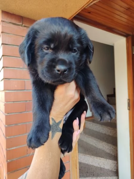 Cucciolata Labrador Retriver | Foto 5