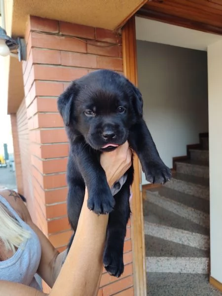 Cucciolata Labrador Retriver | Foto 4