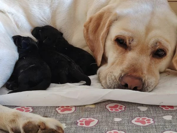 Cucciolata Labrador Retriver | Foto 3