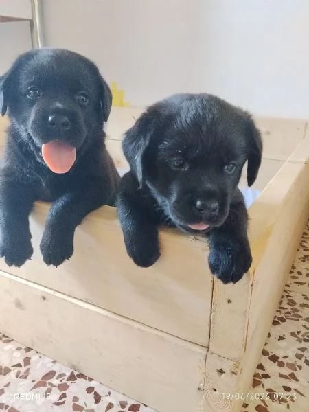 Cucciolata Labrador Retriver | Foto 1