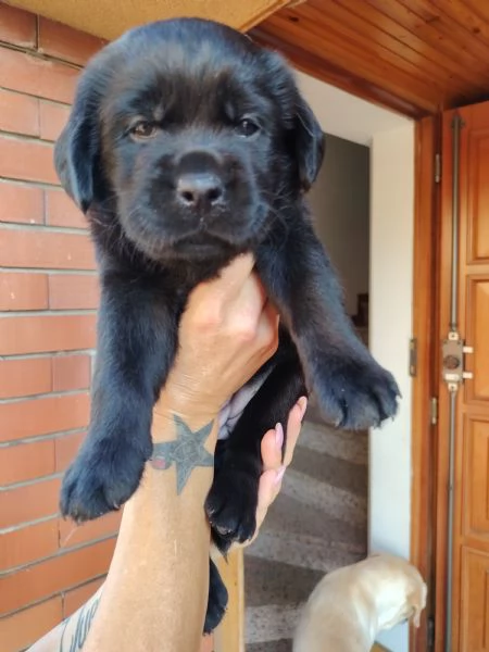 Cucciolata Labrador Retriver | Foto 0