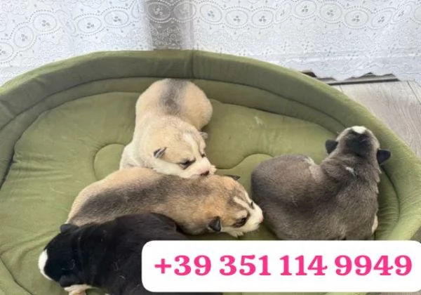 Cerco una casa amorevole per i miei cuccioli di Husky