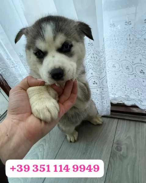 Cerco una casa amorevole per i miei cuccioli di Husky | Foto 1