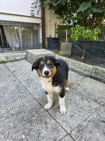 Cuccioli di border collie da lavoro