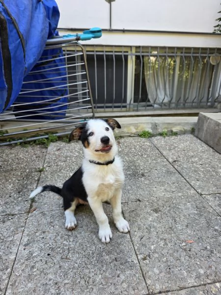 Cuccioli di border collie da lavoro | Foto 2