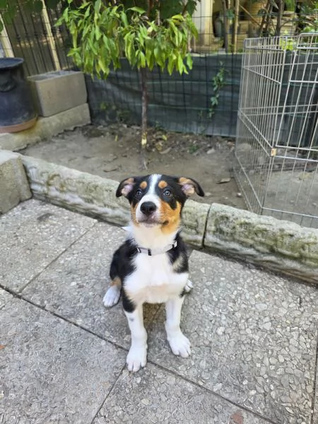 Cuccioli di border collie da lavoro | Foto 1