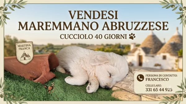 Vendesi Maremmano