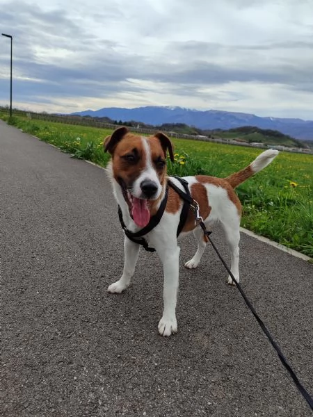 Monta jack russell