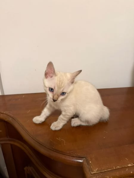 CUCCIOLI BENGALA | Foto 5