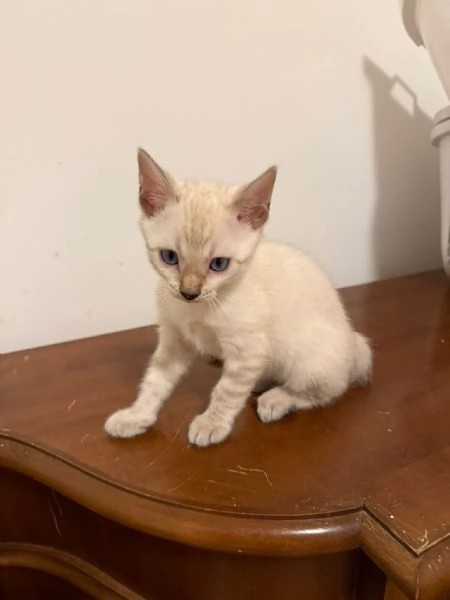CUCCIOLI BENGALA | Foto 4