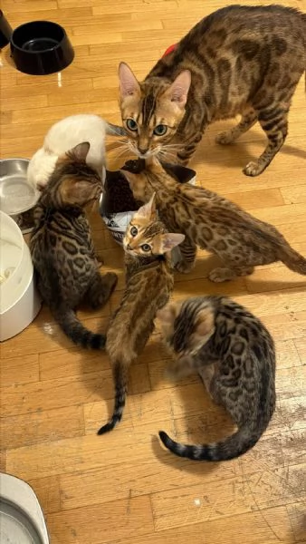 CUCCIOLI BENGALA