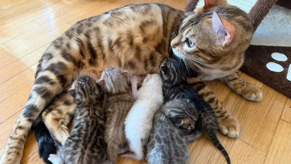 CUCCIOLI BENGALA | Foto 0