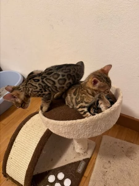 CUCCIOLI BENGALA | Foto 1