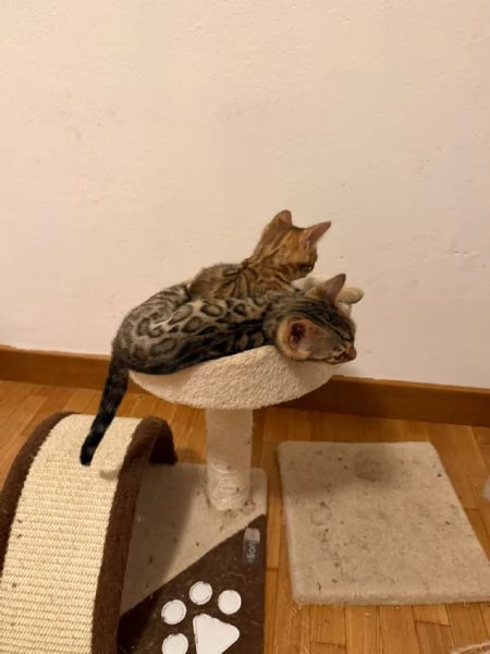 CUCCIOLI BENGALA | Foto 0