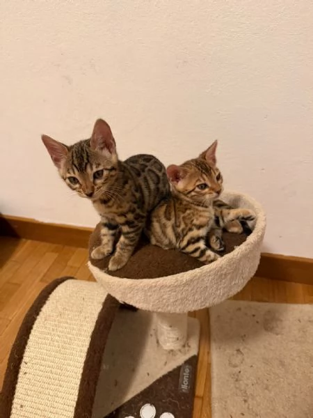CUCCIOLI BENGALA
