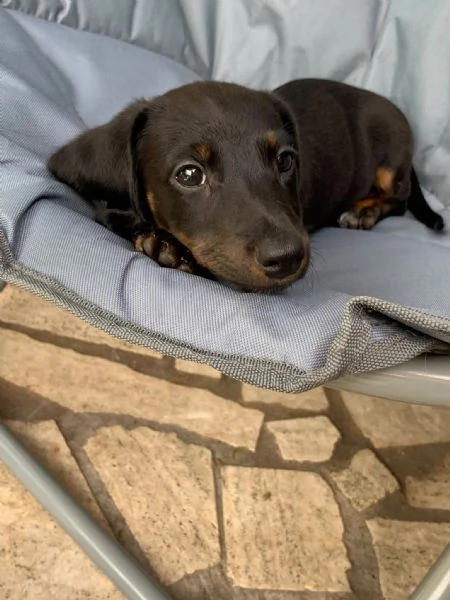 Vendita cuccioli di bassotto  | Foto 3