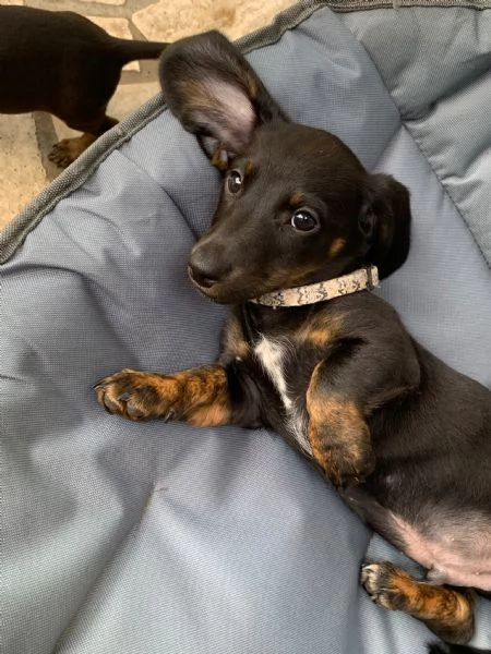 Vendita cuccioli di bassotto  | Foto 2