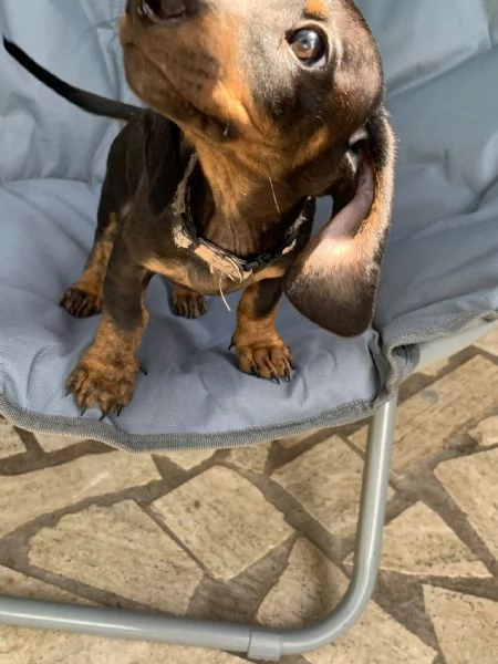 Vendita cuccioli di bassotto  | Foto 1