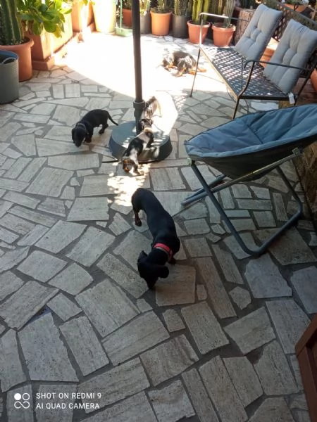 Vendita cuccioli di bassotto  | Foto 0