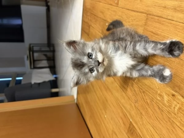 Cuccioli maine coon