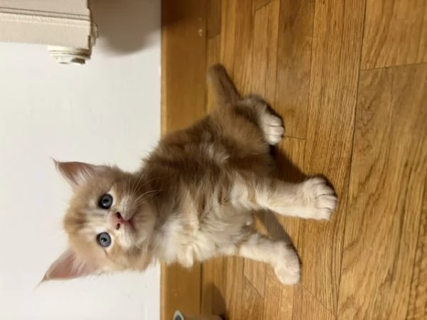 Cuccioli maine coon | Foto 1