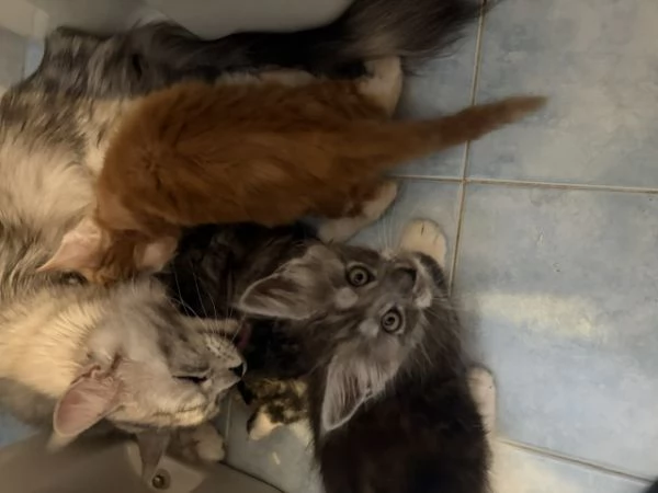 Cuccioli maine coon | Foto 0