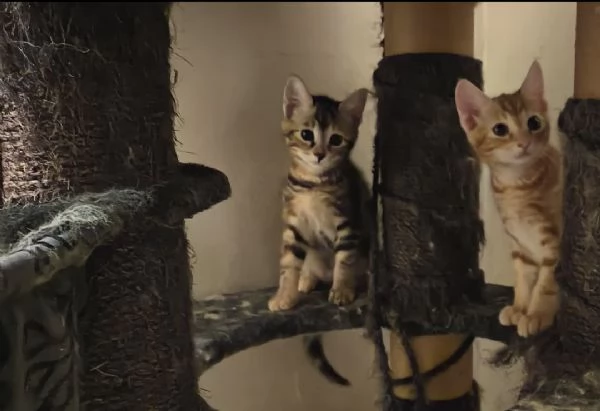 Regalo cuccioli Gattini 