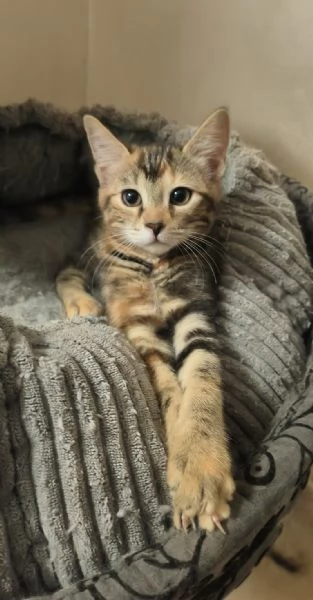 Regalo cuccioli Gattini  | Foto 0