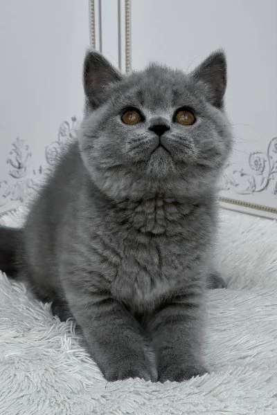 Splendido British Shorthair