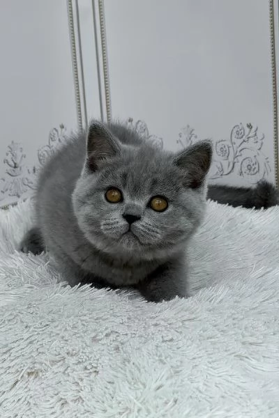 Splendido British Shorthair | Foto 3