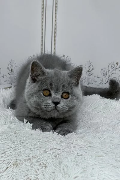 Splendido British Shorthair | Foto 2