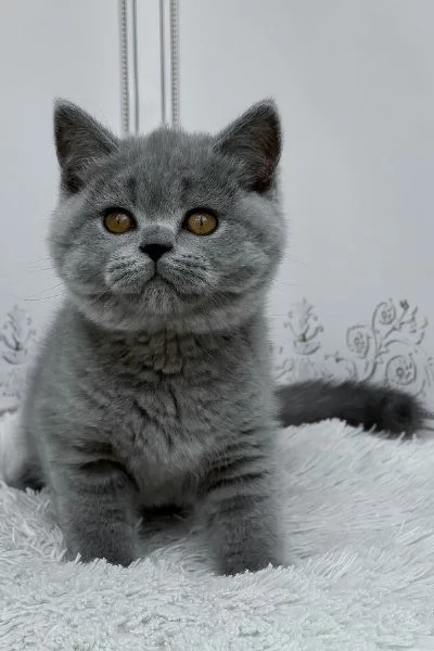 Splendido British Shorthair | Foto 1
