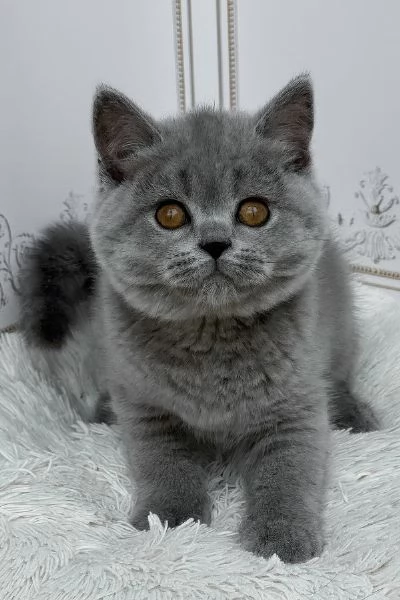 Splendido British Shorthair | Foto 0