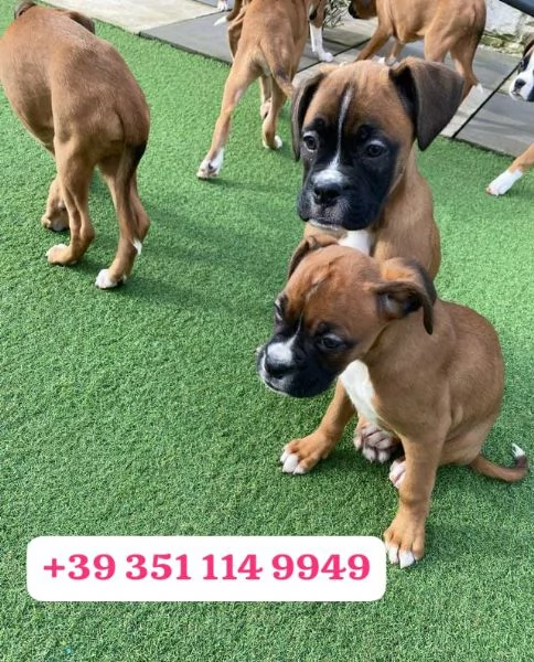 Regalate adorabili cuccioli di Boxer | Foto 2